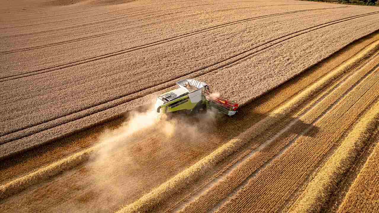 recolta de grau cereale - Moldova Invest